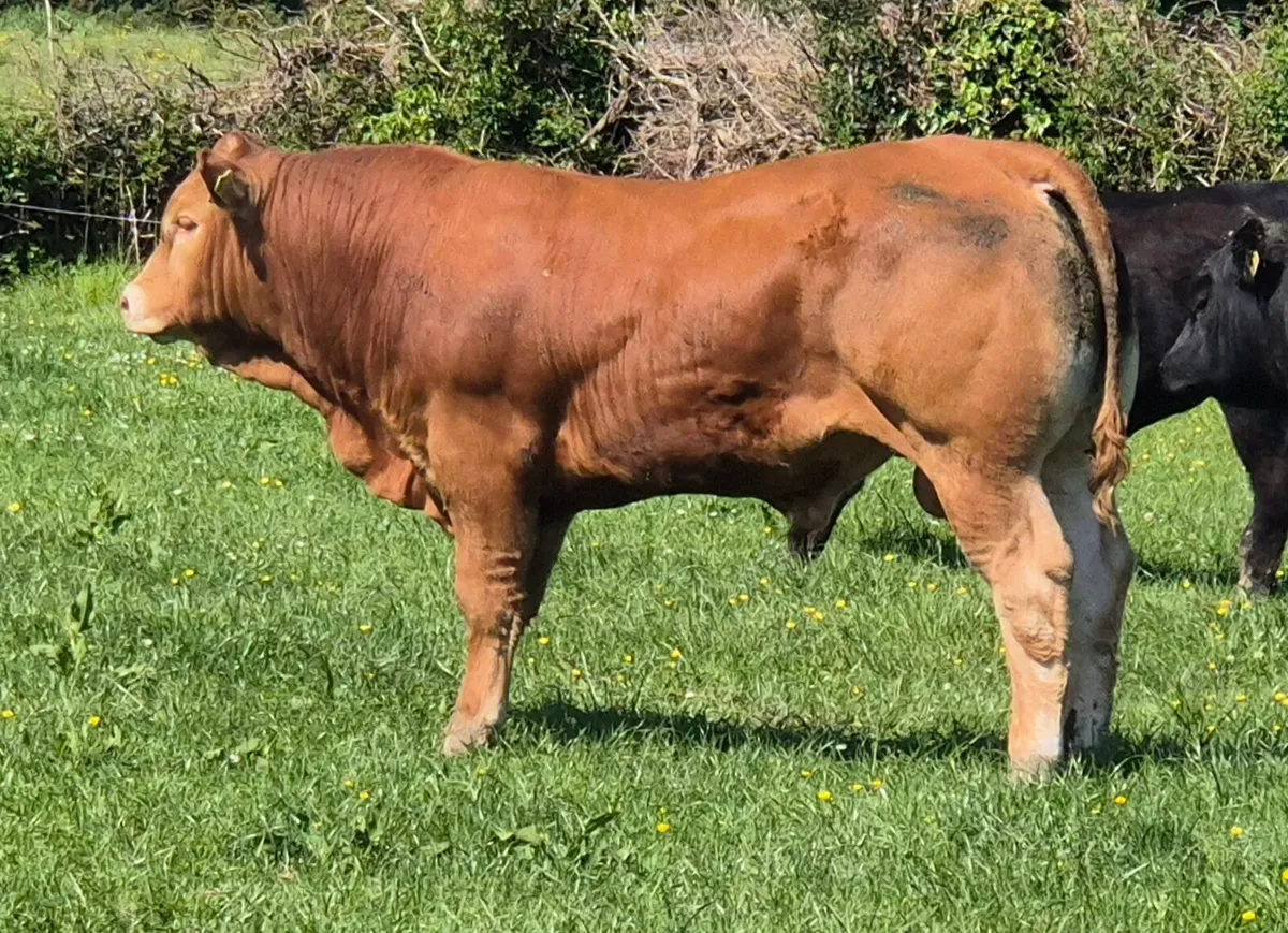 Limousin Bull - Image 2