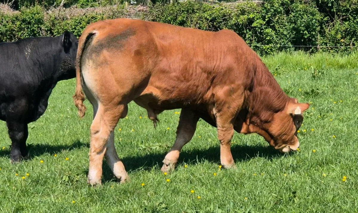 Limousin Bull - Image 3