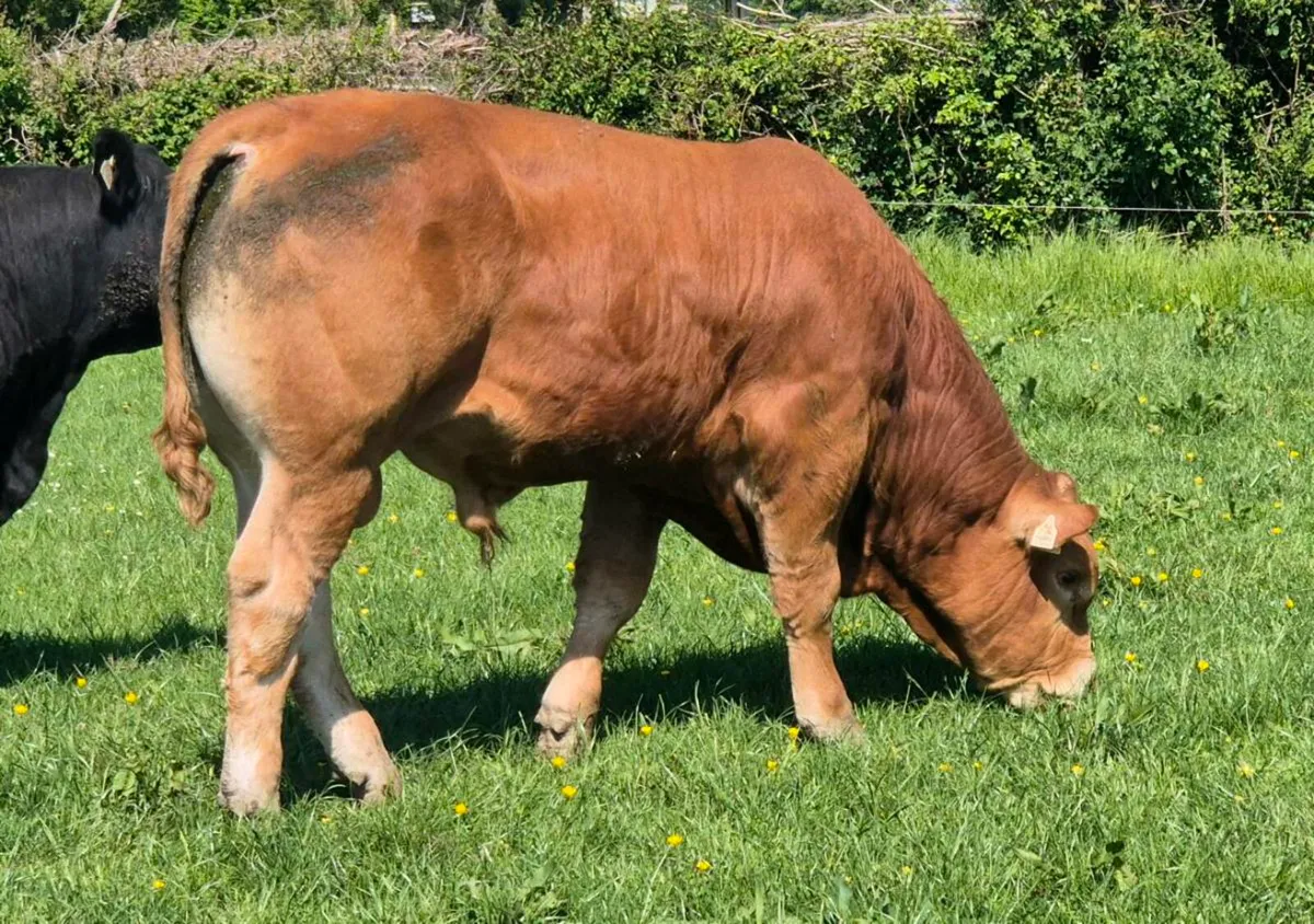 Limousin Bull - Image 4