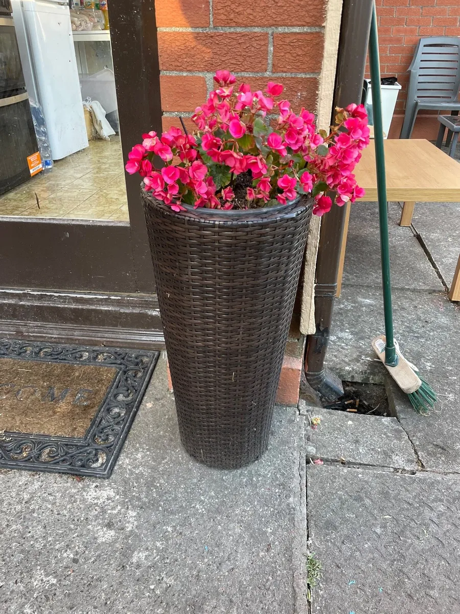 Door way pot + flower €20