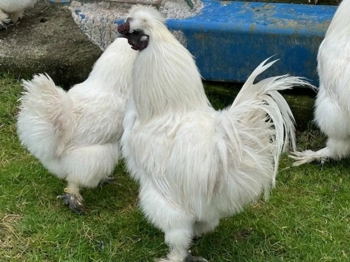 White silkie bantams - Image 1