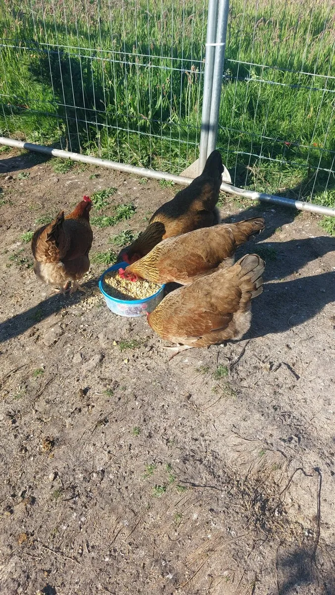 Speckled Sussex and Wellsomer pullets - Image 1
