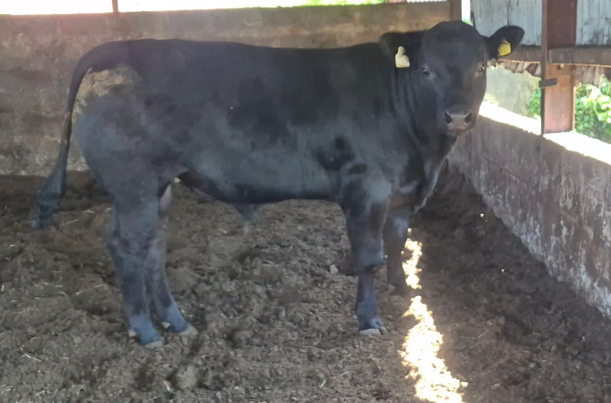 Hybrid Angus Bull - Image 1