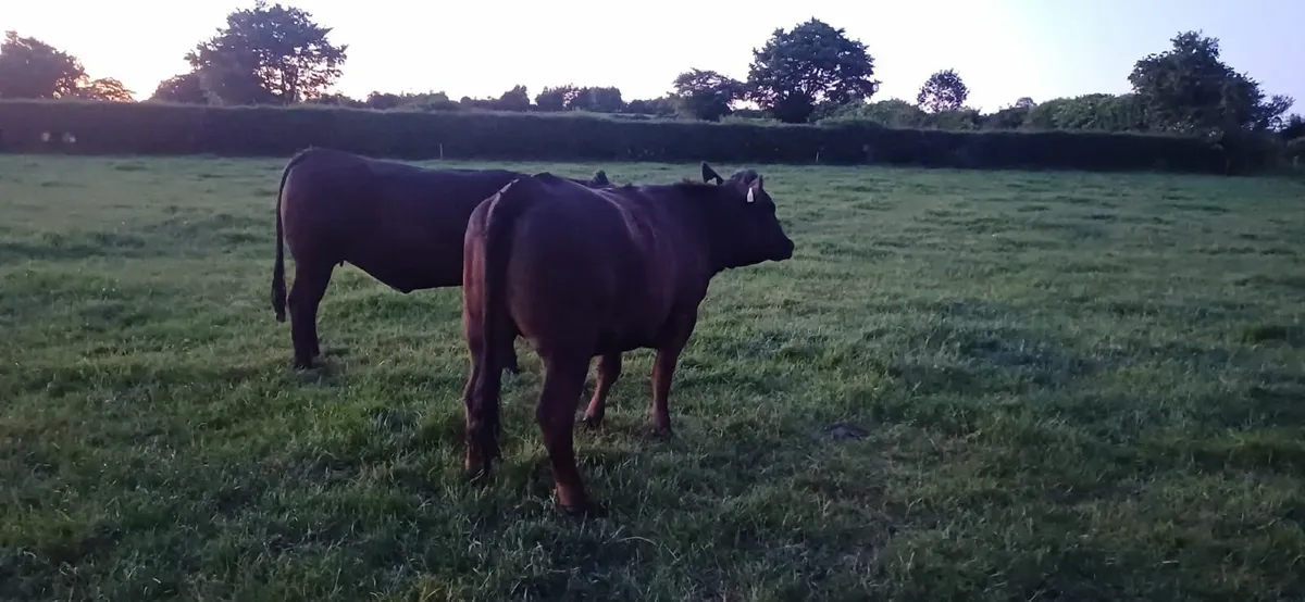 Beef cattle - Image 1