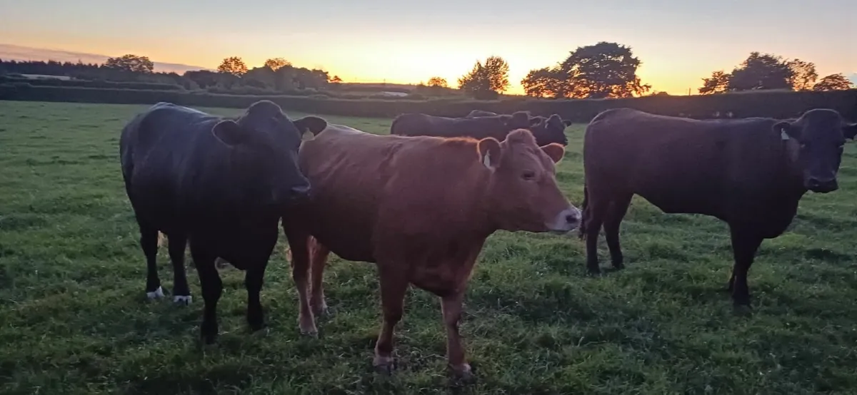 Beef cattle - Image 2