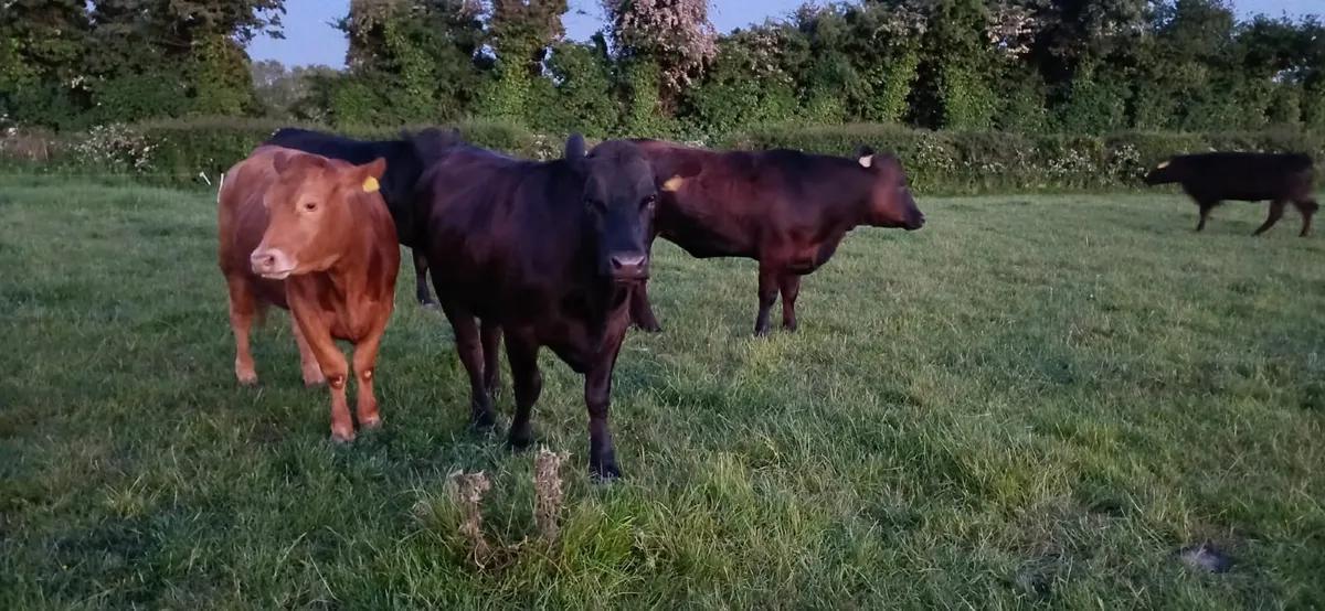 Beef cattle - Image 3