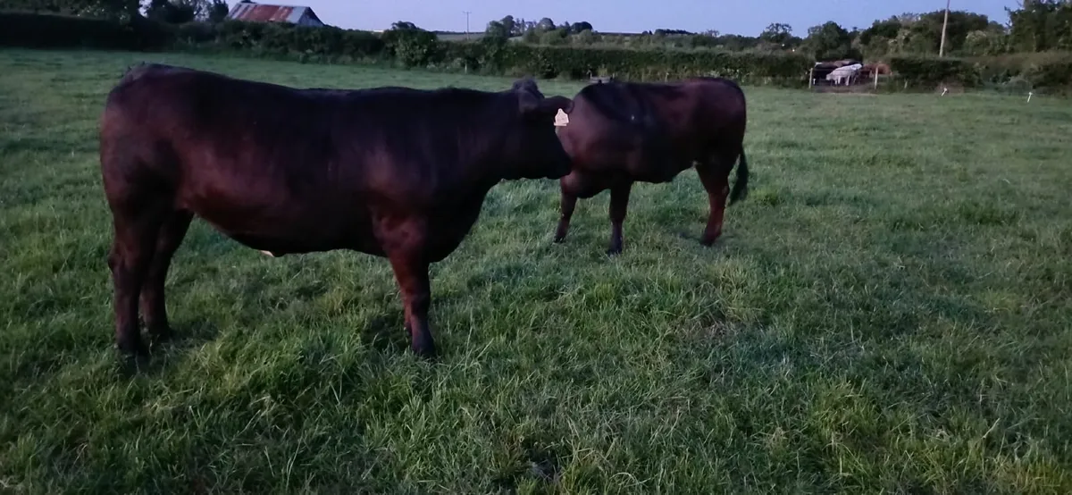 Beef cattle - Image 4