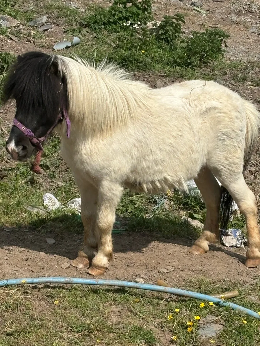 Shetland gelding - Image 1