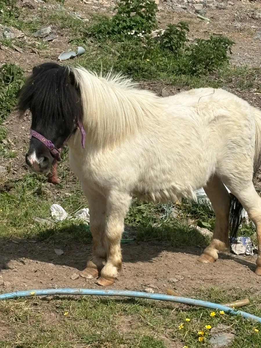 Shetland gelding - Image 2