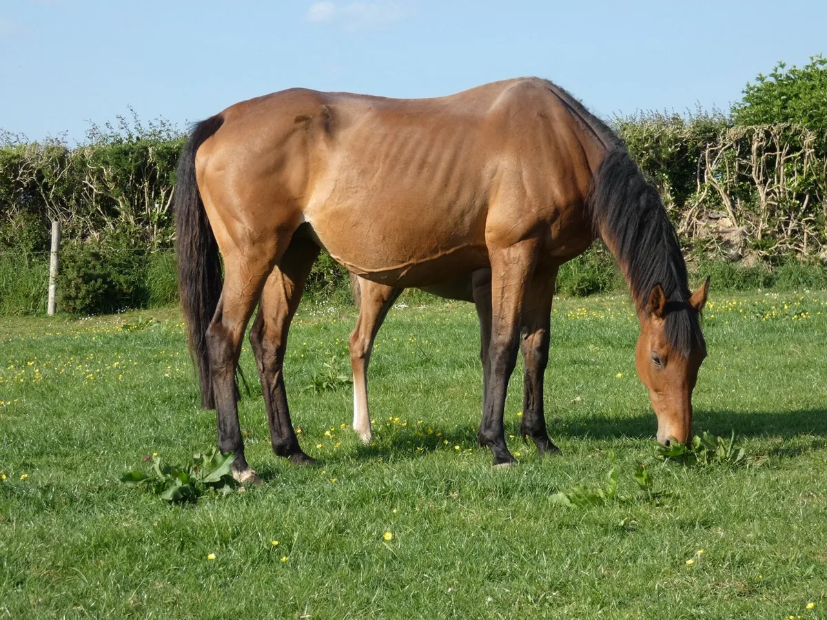 Tb mare with ID cross colt foal - Image 1