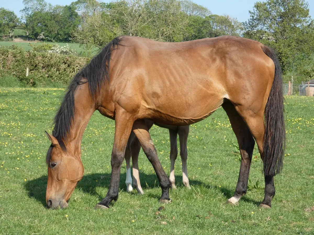 Tb mare with ID cross colt foal - Image 2