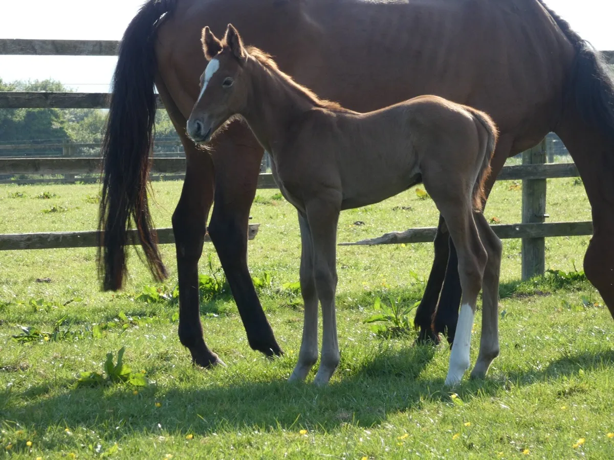 Tb mare with ID cross colt foal - Image 3