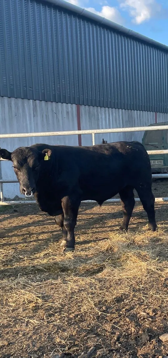 AA Bull - Image 1