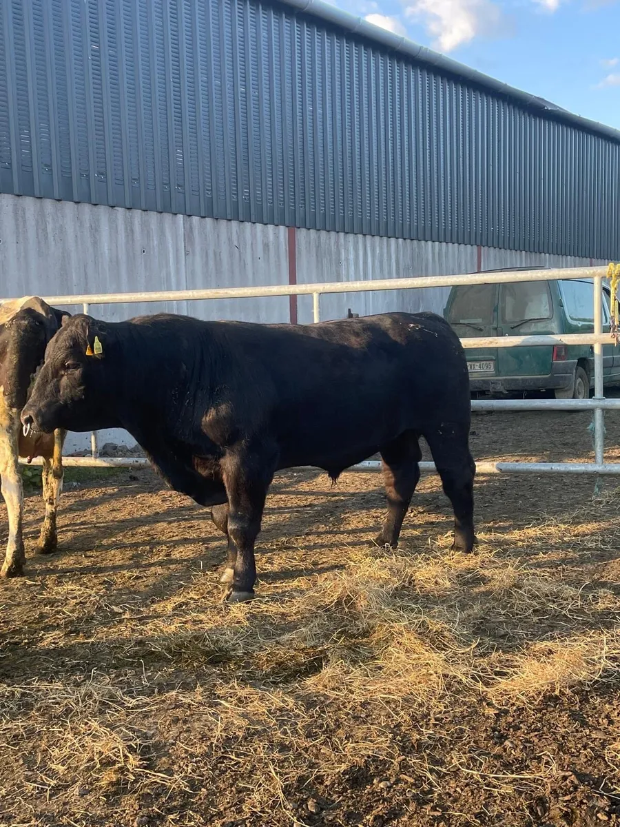 AA Bull - Image 2