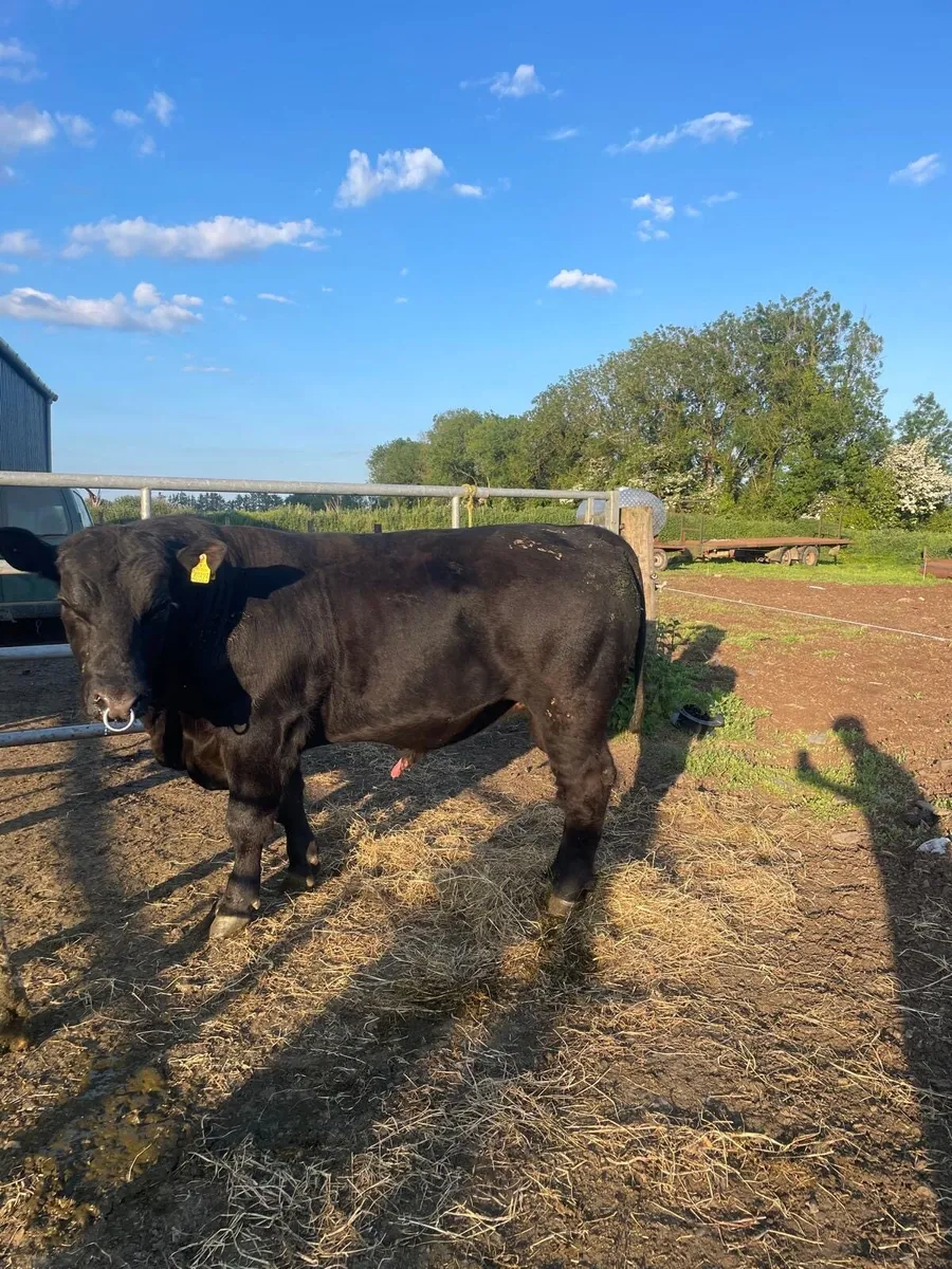 AA Bull - Image 3