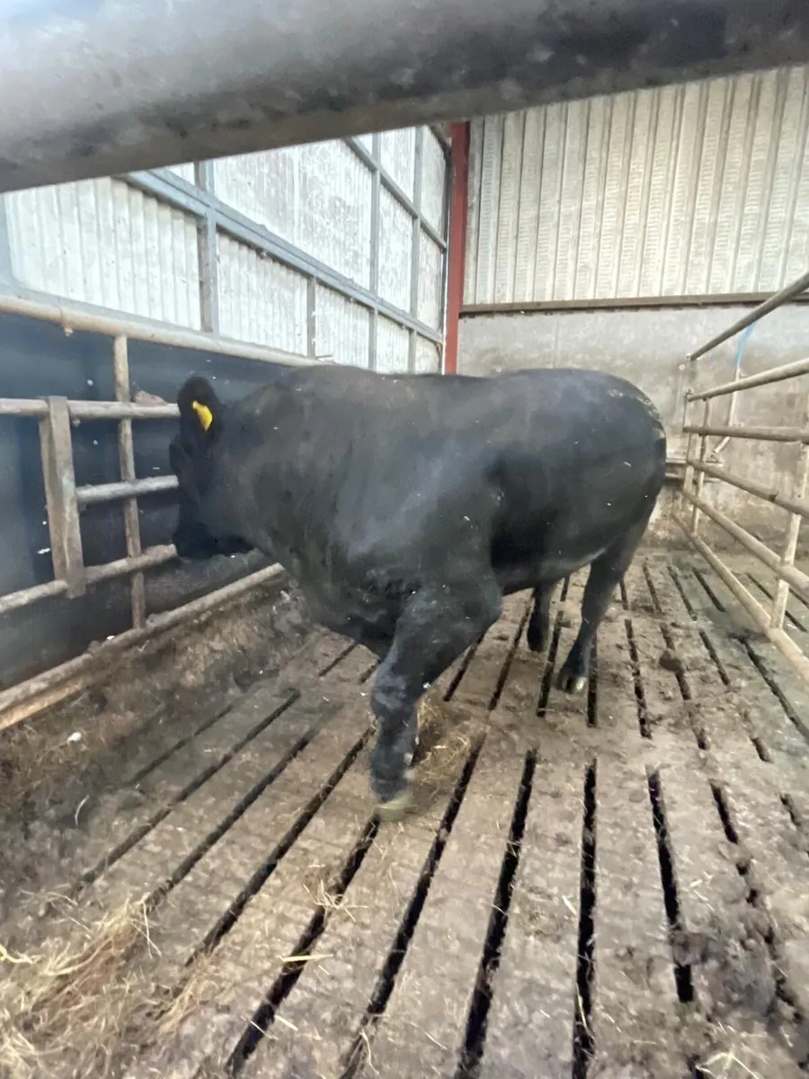 AA Bull - Image 4