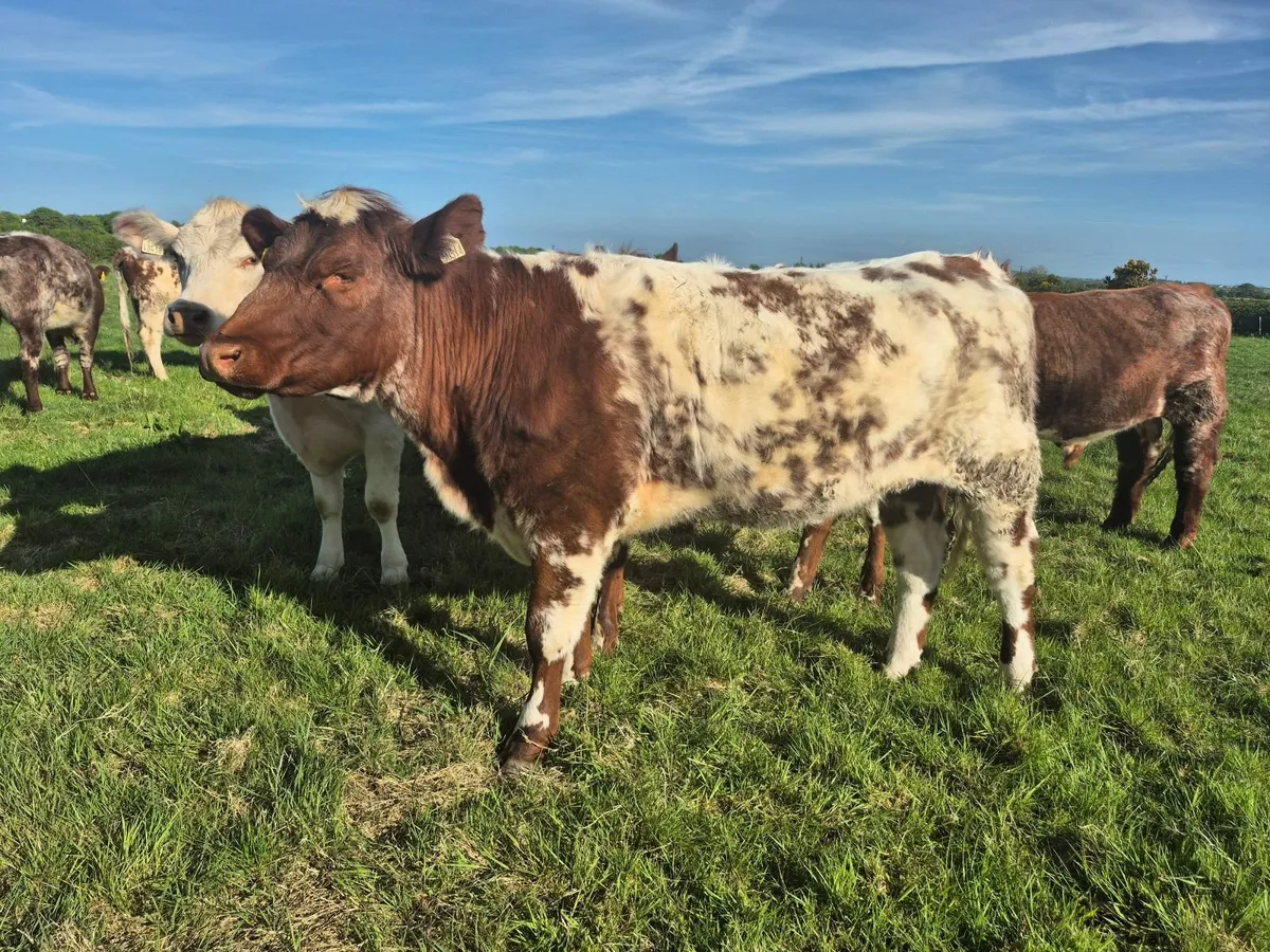 Tuam Mart 26th May - 8 Purebred Shorthorn Heifers - Image 1