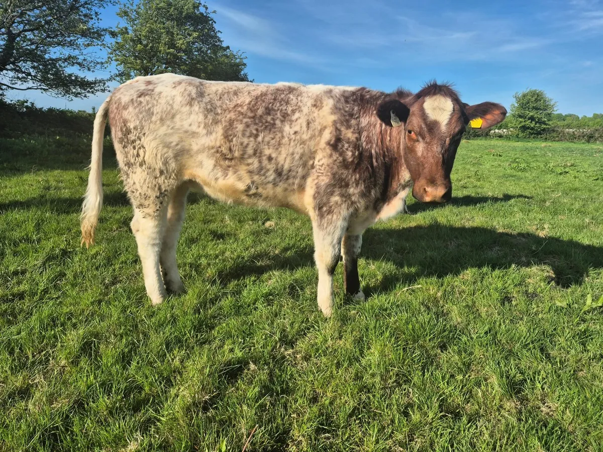 Tuam Mart 26th May - 8 Purebred Shorthorn Heifers - Image 2