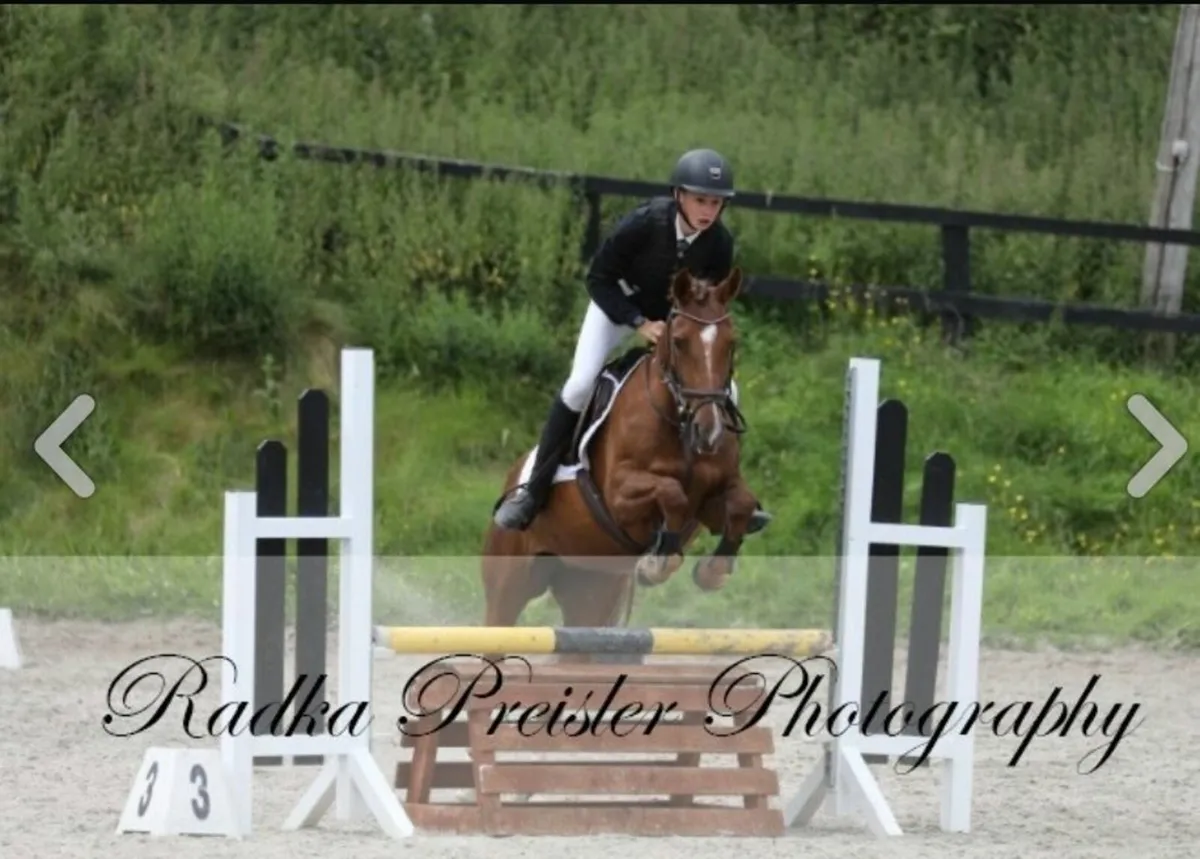 14.2 Pony - Image 2