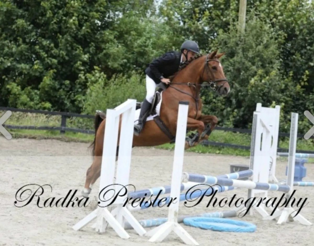 14.2 Pony - Image 3