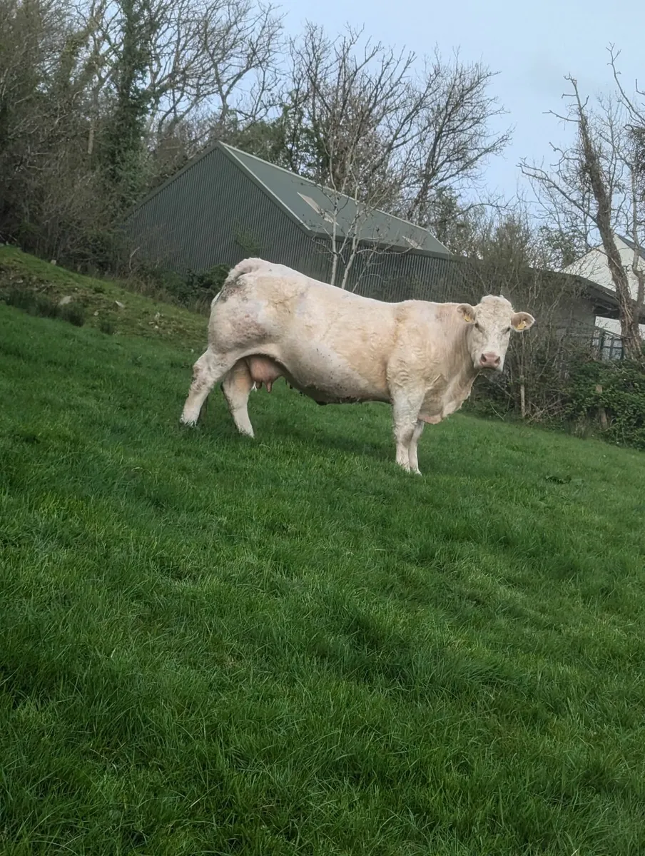 Cattle - Image 3