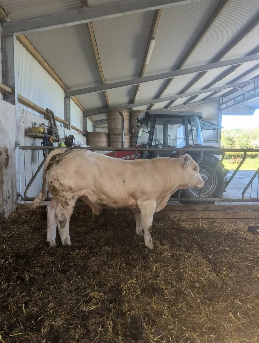 Cattle - Image 1