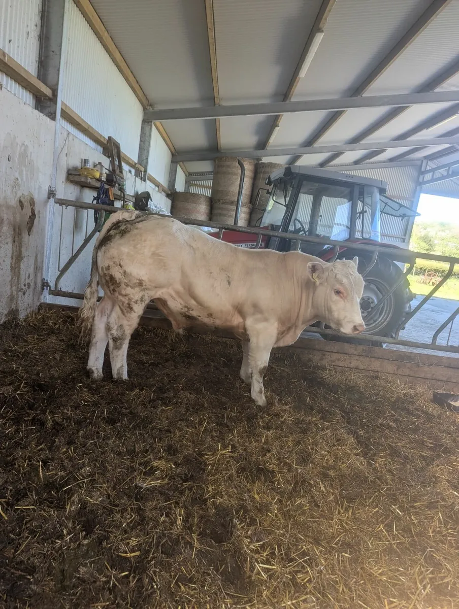 Cattle - Image 2