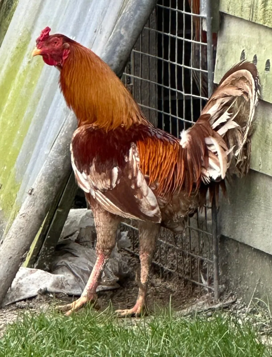 Fowl - Image 2
