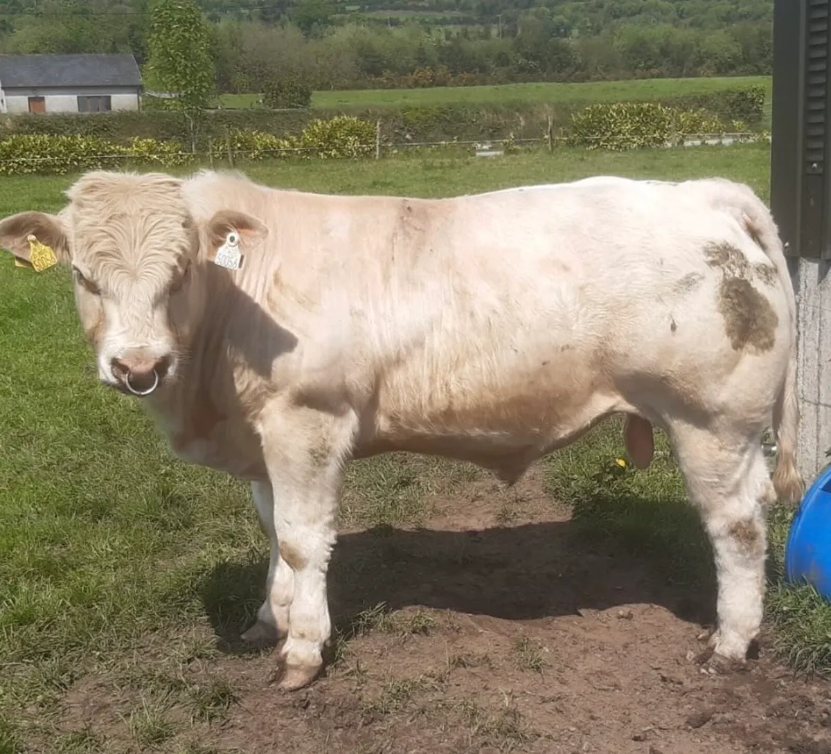 5 star Charolais bull - Image 1