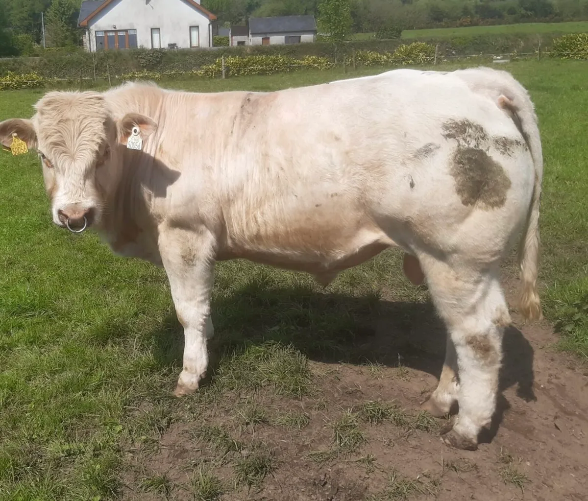 5 star Charolais bull - Image 2