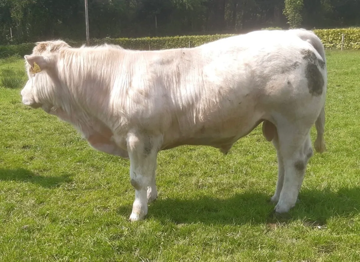 5 star Charolais bull - Image 4