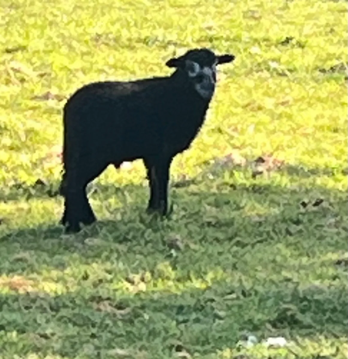 1 Herdwick Hogget PBNR & 1 Herdwick Ram PBNR - Image 4