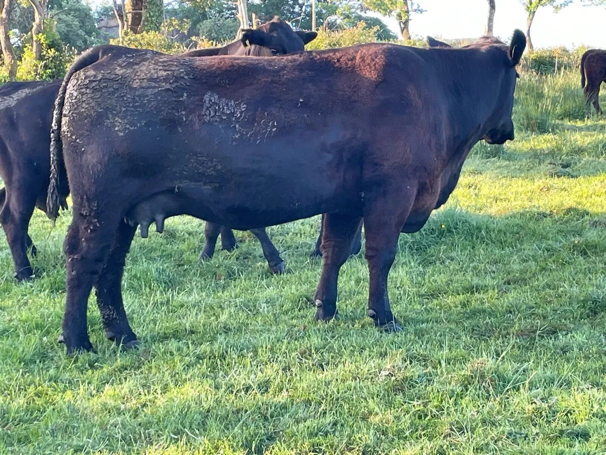 PB Angus pair - Image 1