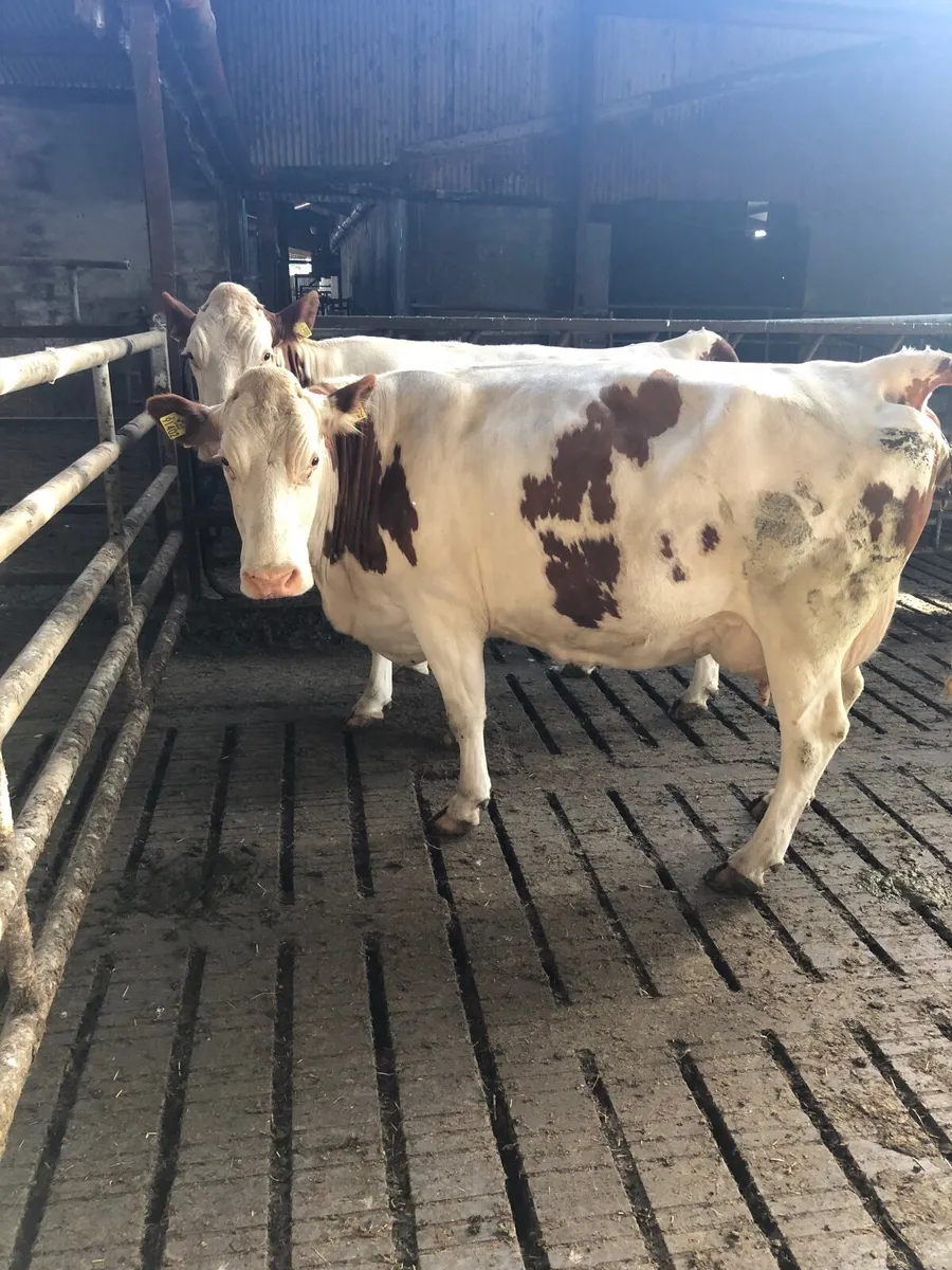 Cattle - Image 1