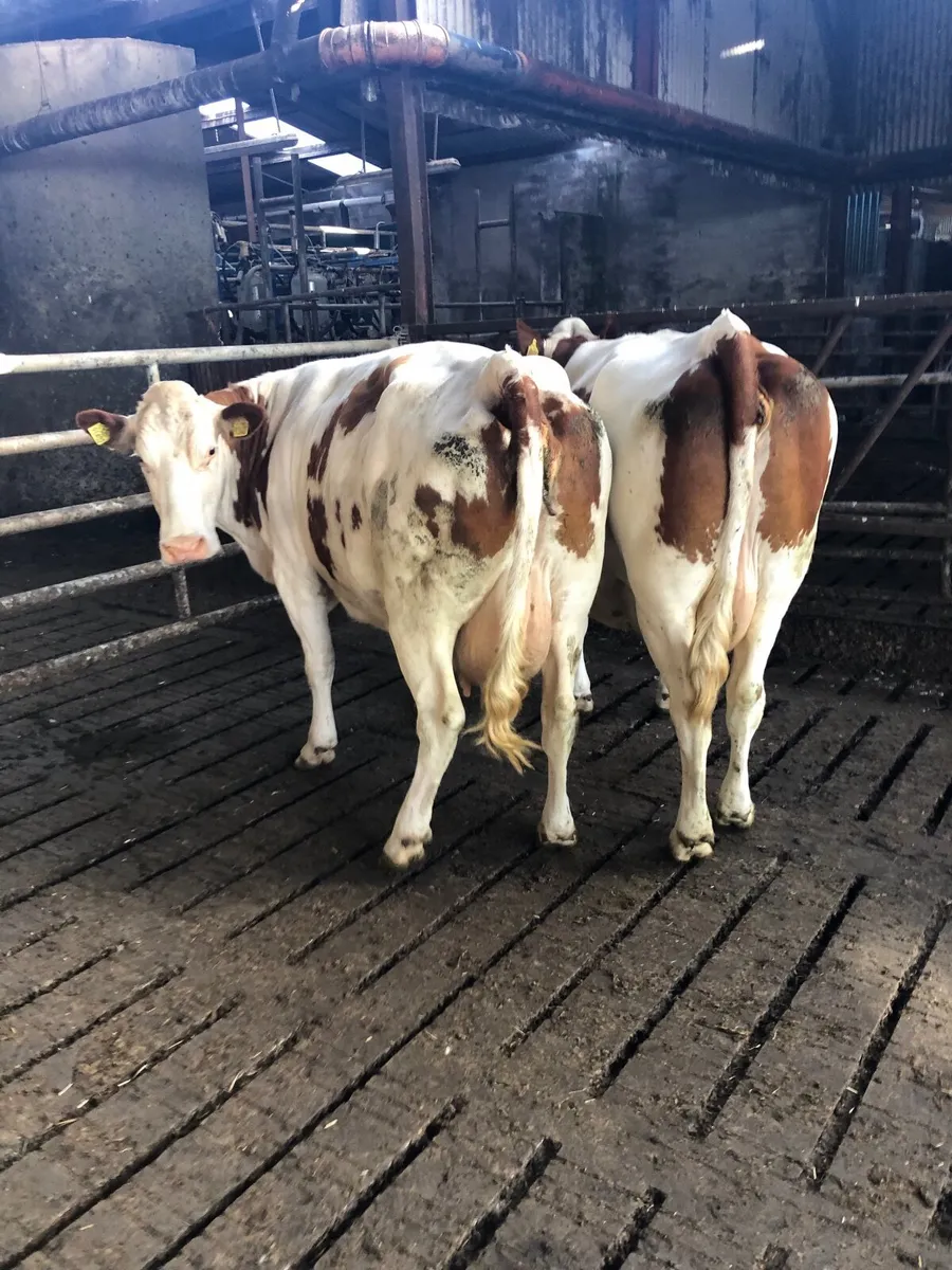 Cattle - Image 2