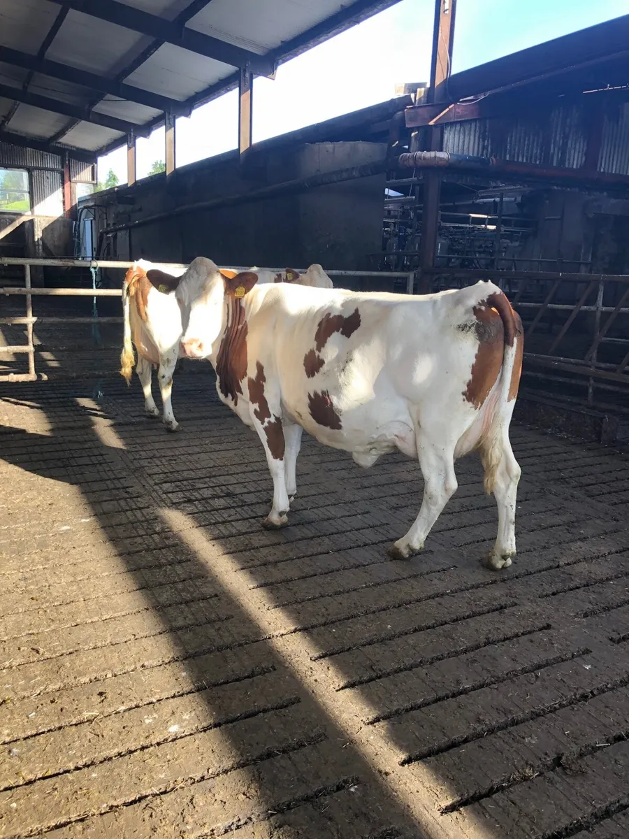 Cattle - Image 3