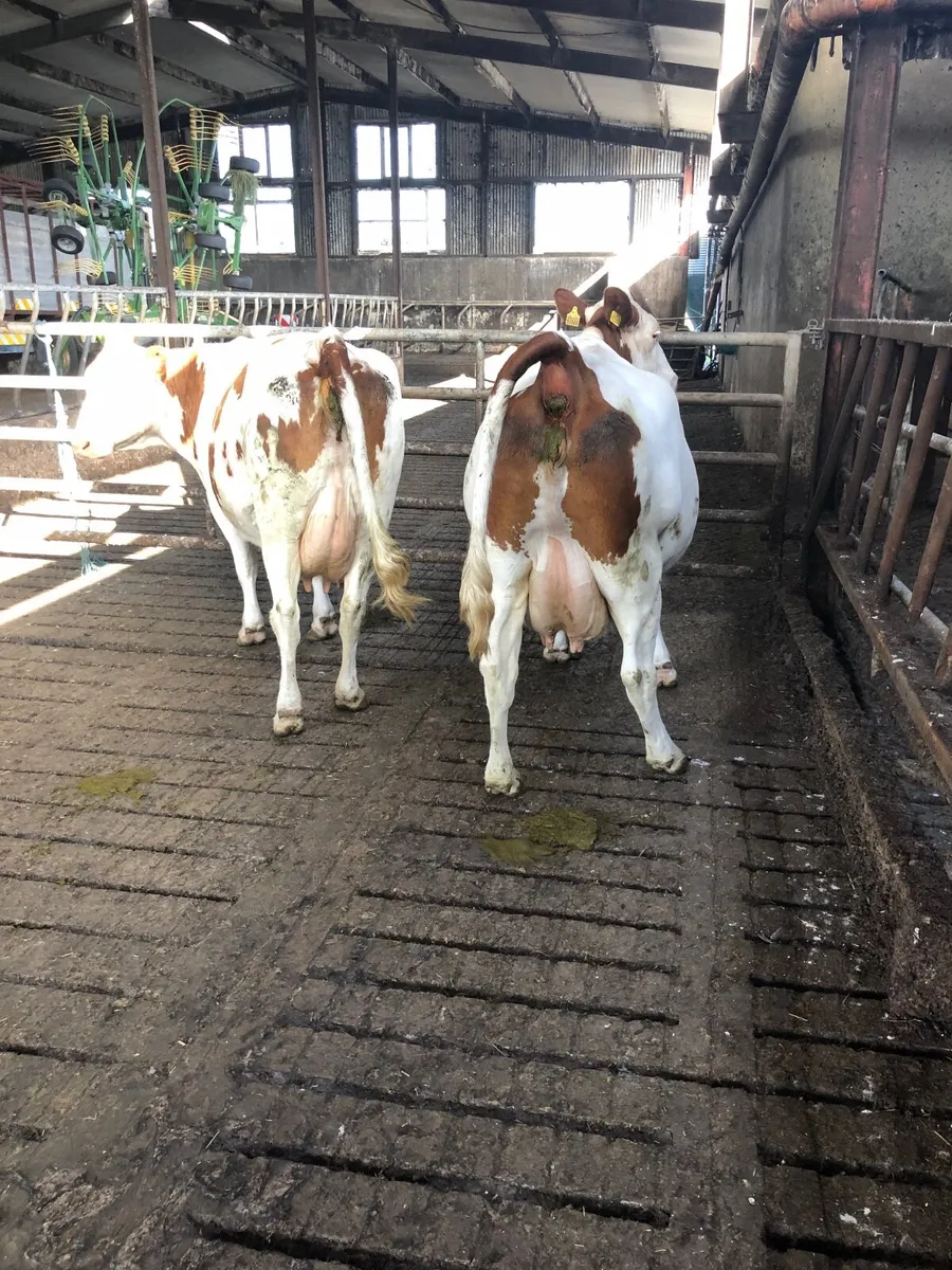 Cattle - Image 4
