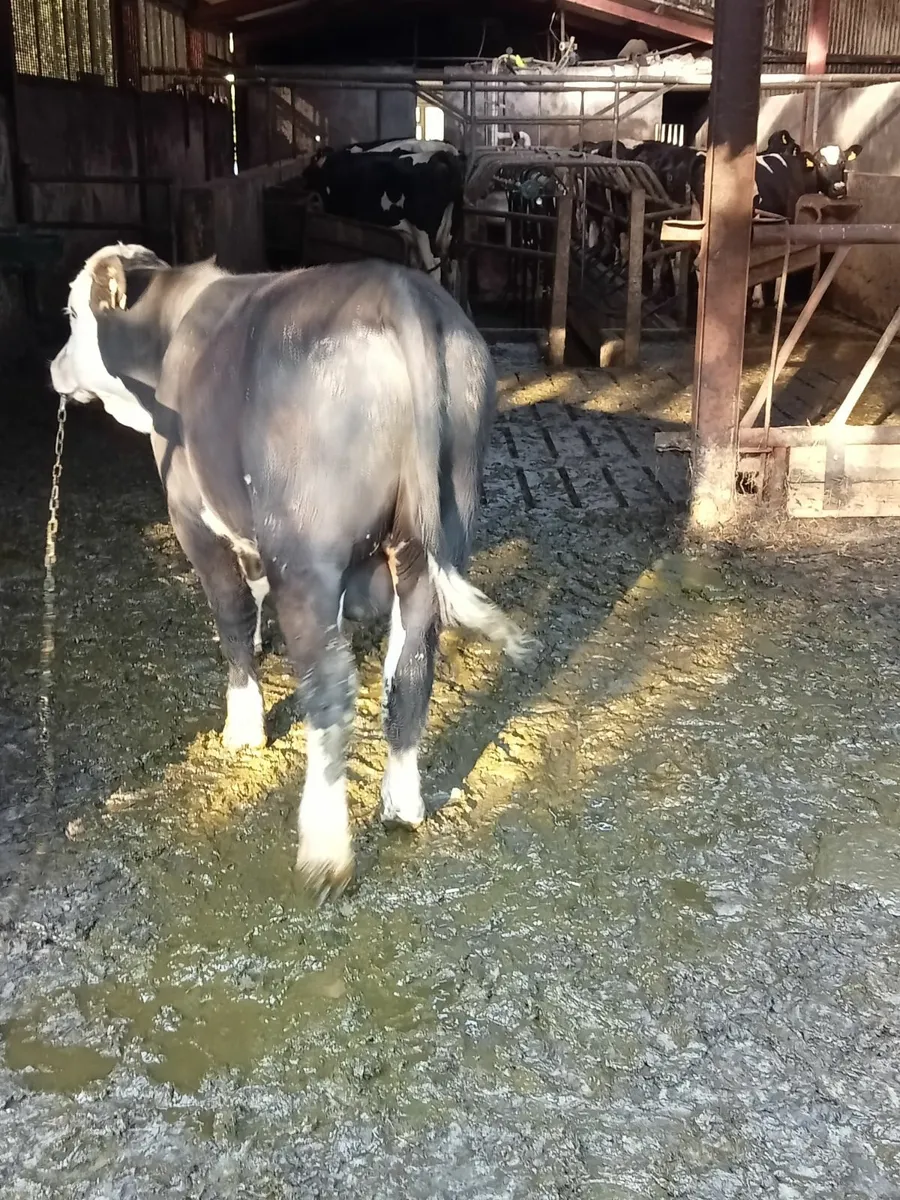 Bull - Image 1