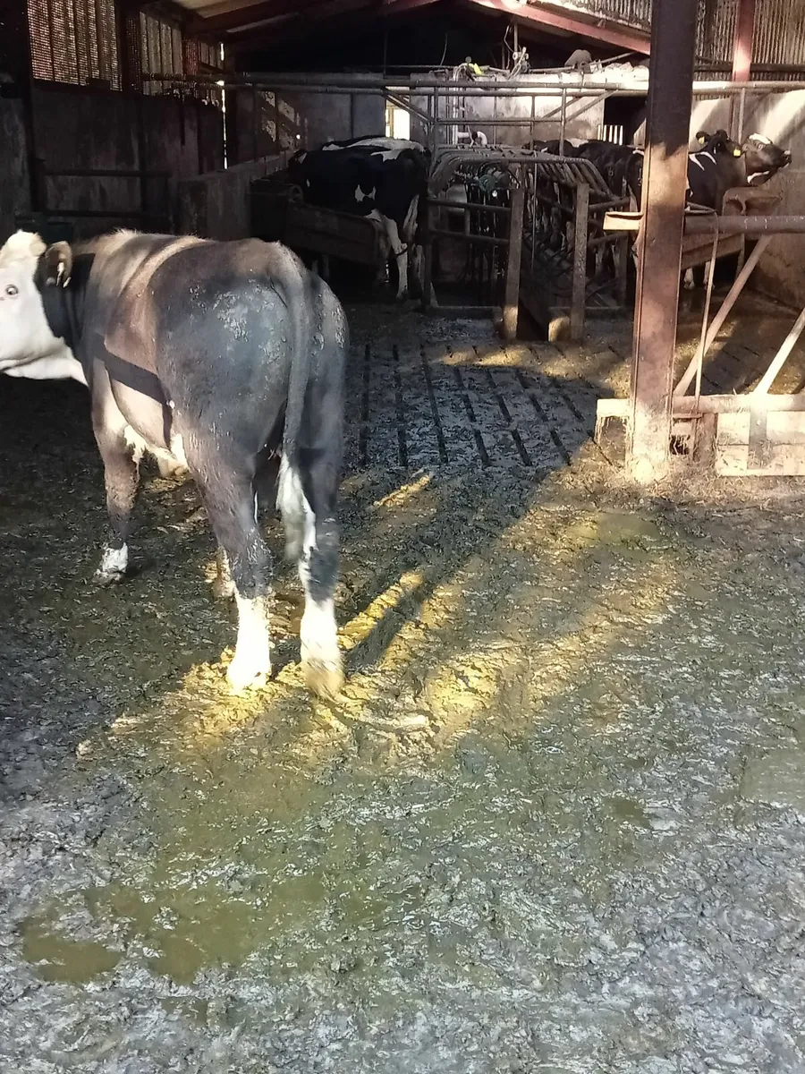 Bull - Image 2