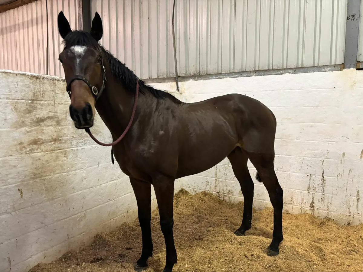 5year old TB gelding - Image 3