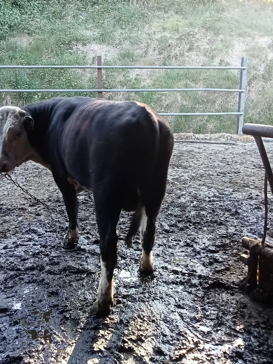 Bull - Image 3