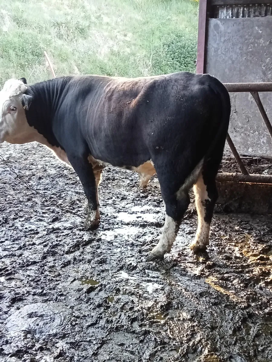 Bull - Image 4
