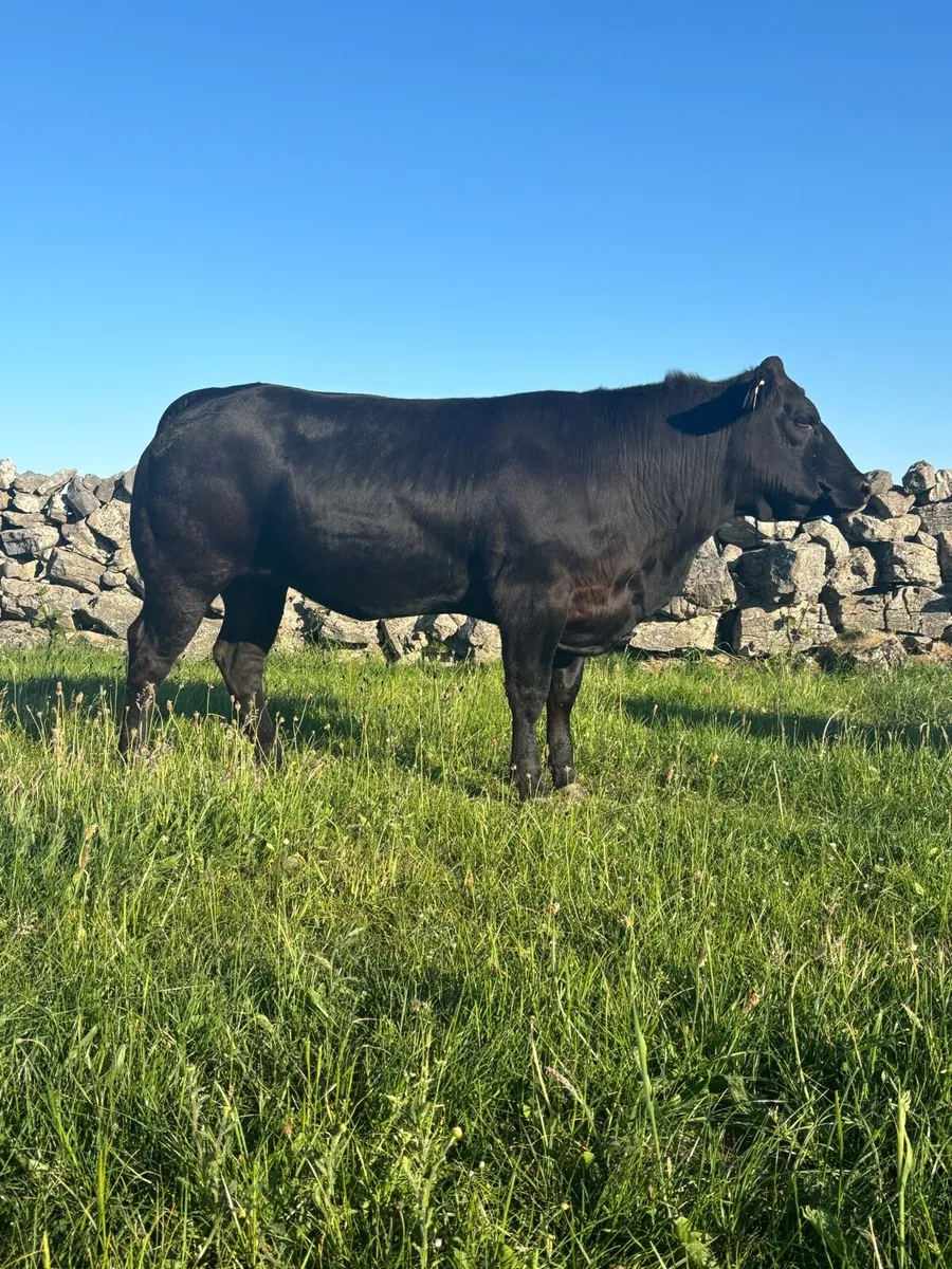 Heifers For Balla Mart 24th May - Image 1