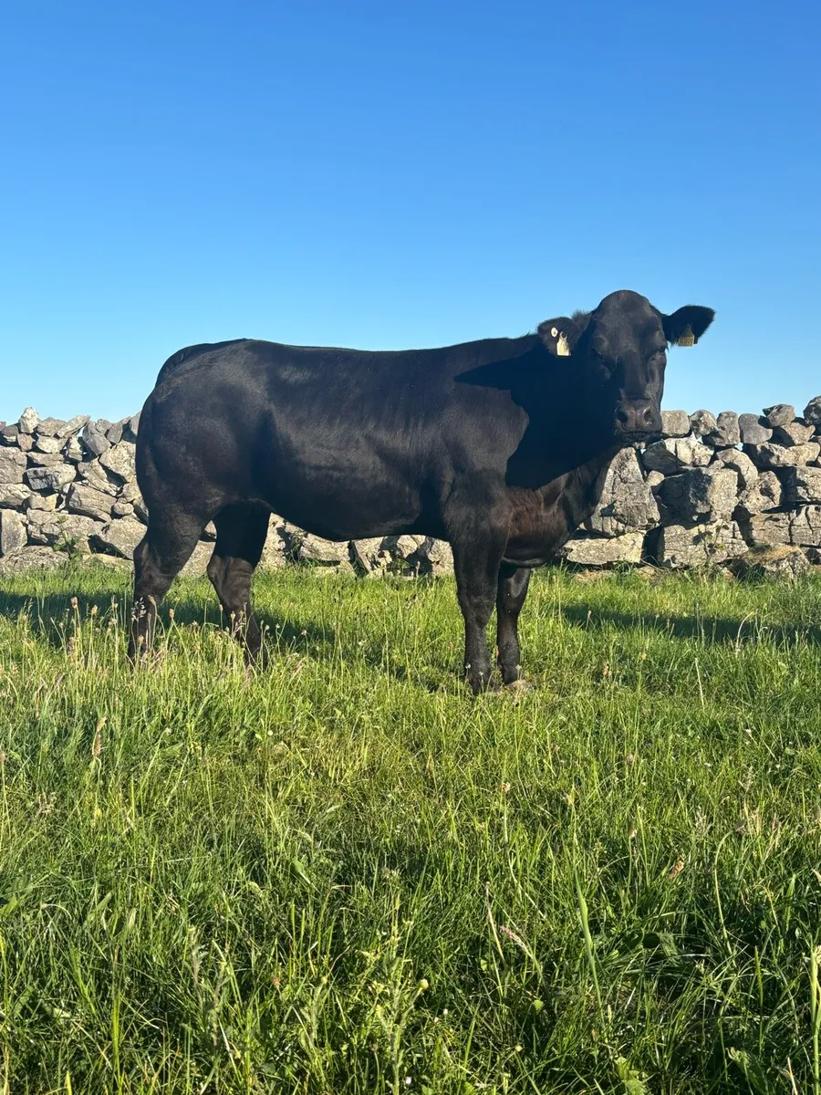 Heifers For Balla Mart 24th May - Image 2