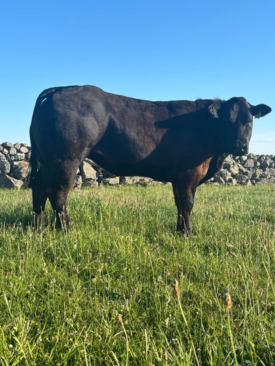 Heifers For Balla Mart 24th May - Image 3