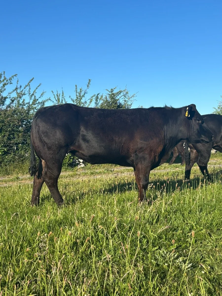 Heifers For Balla Mart 24th May - Image 4