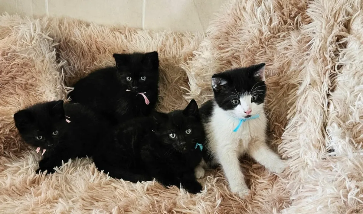 Kittens - Image 2