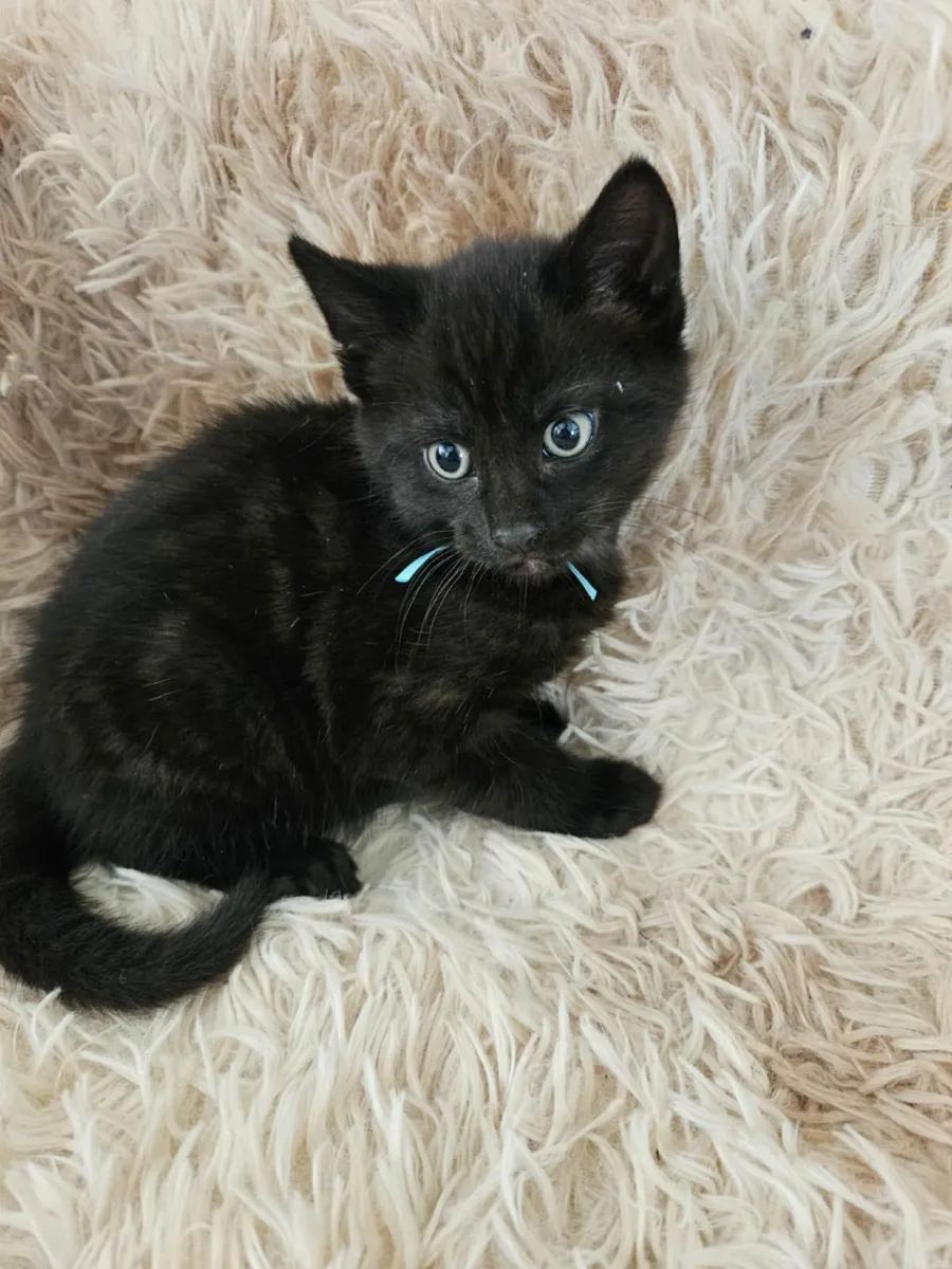 Kittens - Image 3
