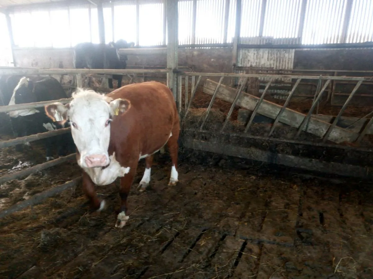 Organic in calf springer - Image 1
