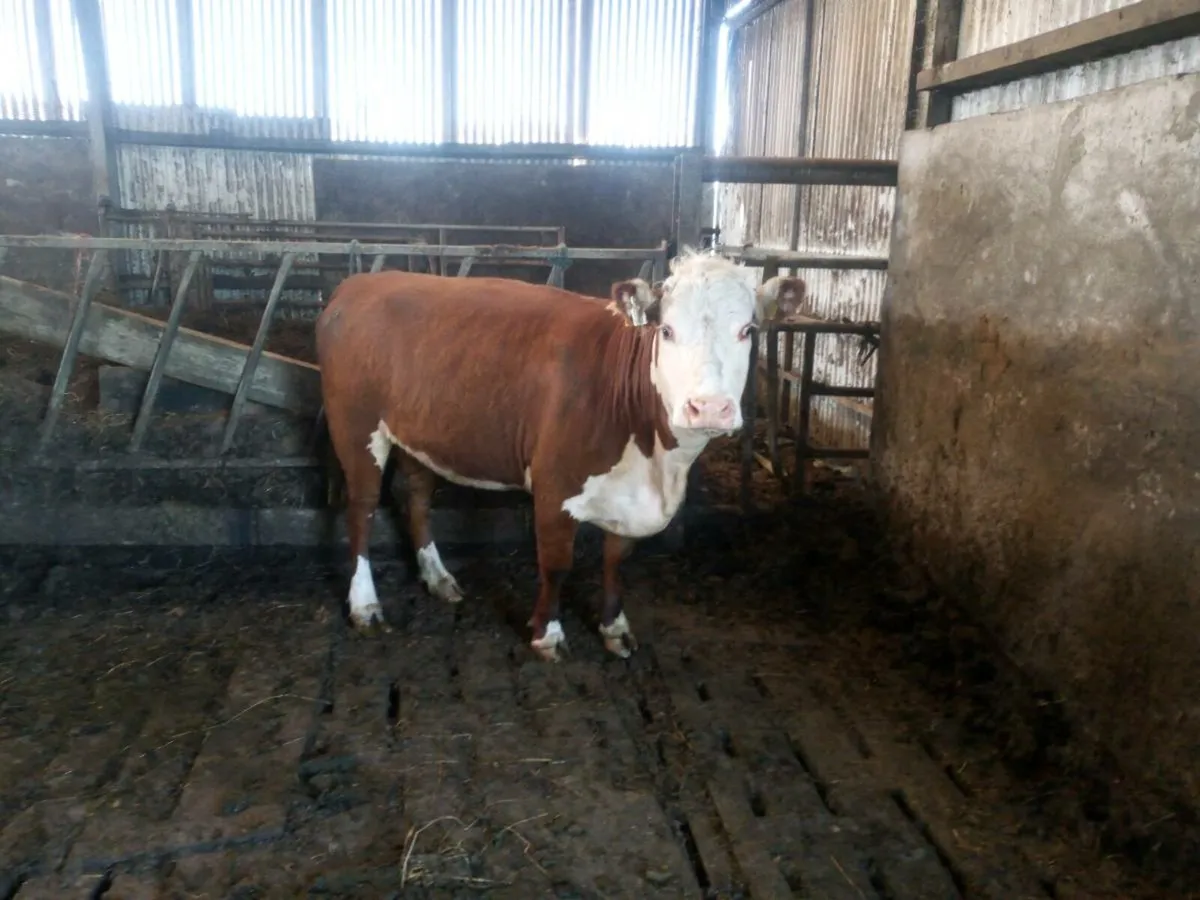 Organic in calf springer - Image 2